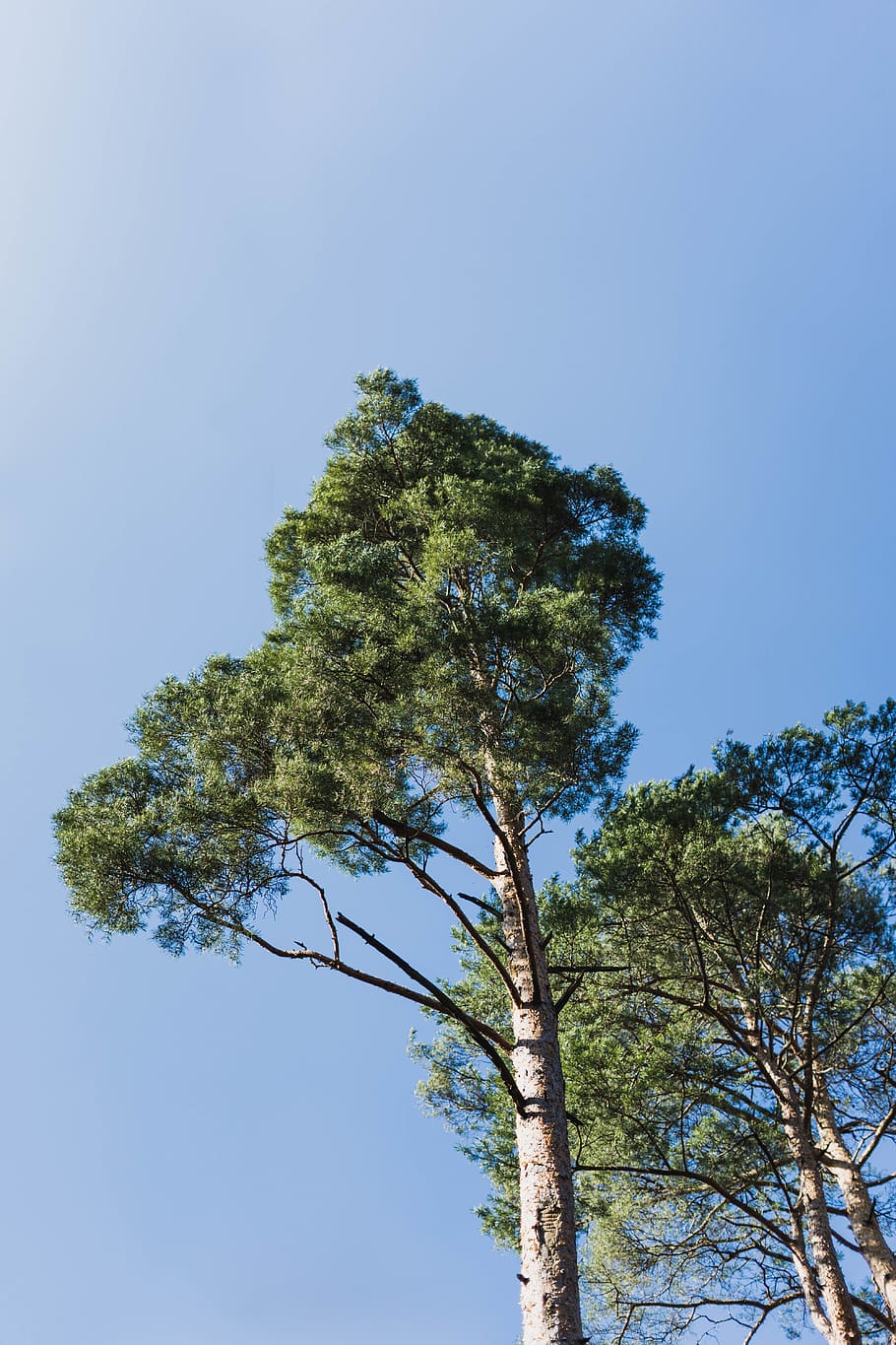 tree, plant, tree trunk, fir, abies, jura, suisse, courtedoux HD wallpaper