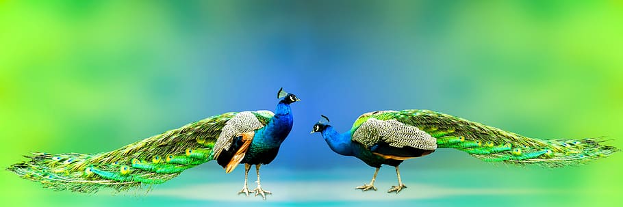 animal world, peacock, bird, feather, pride, colorful, gorgeous, HD wallpaper
