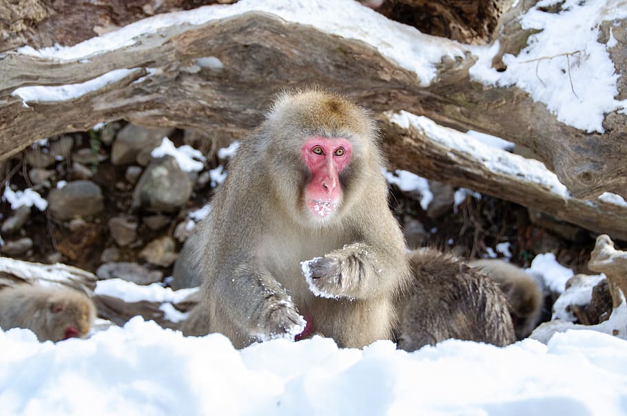 snow monkey, japanese macaque, winter, wildlife, primate, jigokudani snow monkey park, HD wallpaper