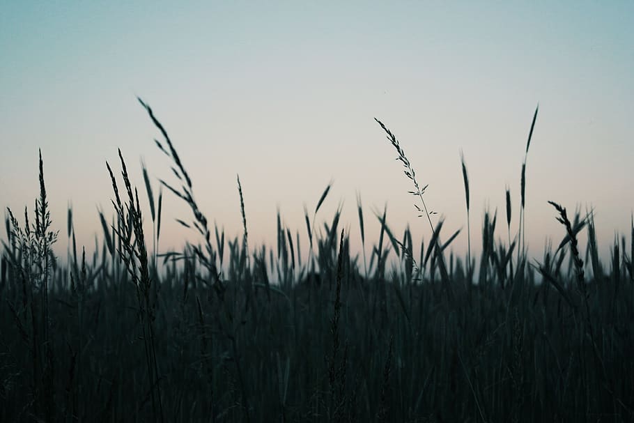 sunset, landscape, nature, growth, sky, plant, tranquility HD wallpaper