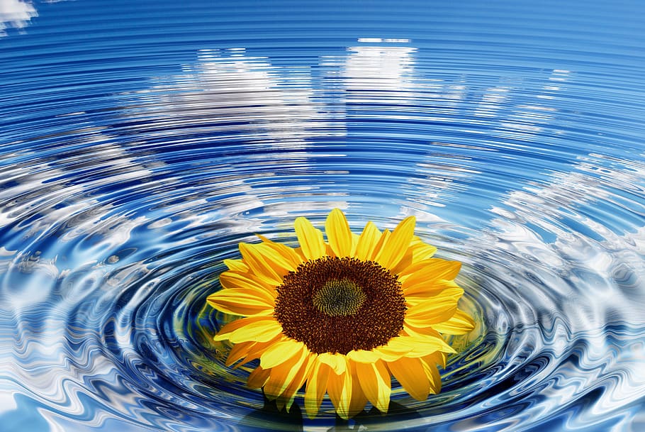 wave, sunflower, concentric, waves circles, water, rings, arrangement HD wallpaper