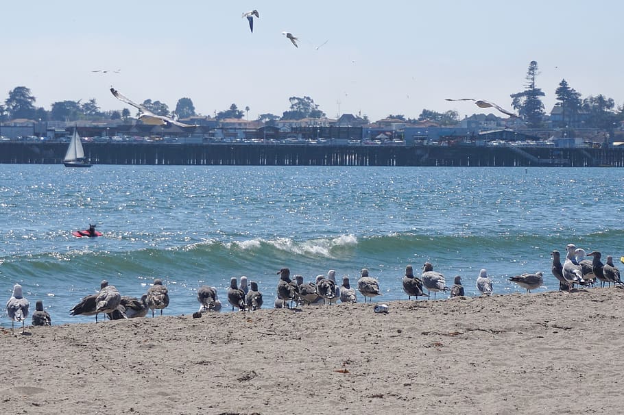 birds, beach, water, vertebrate, animal themes, sea, animal wildlife HD wallpaper
