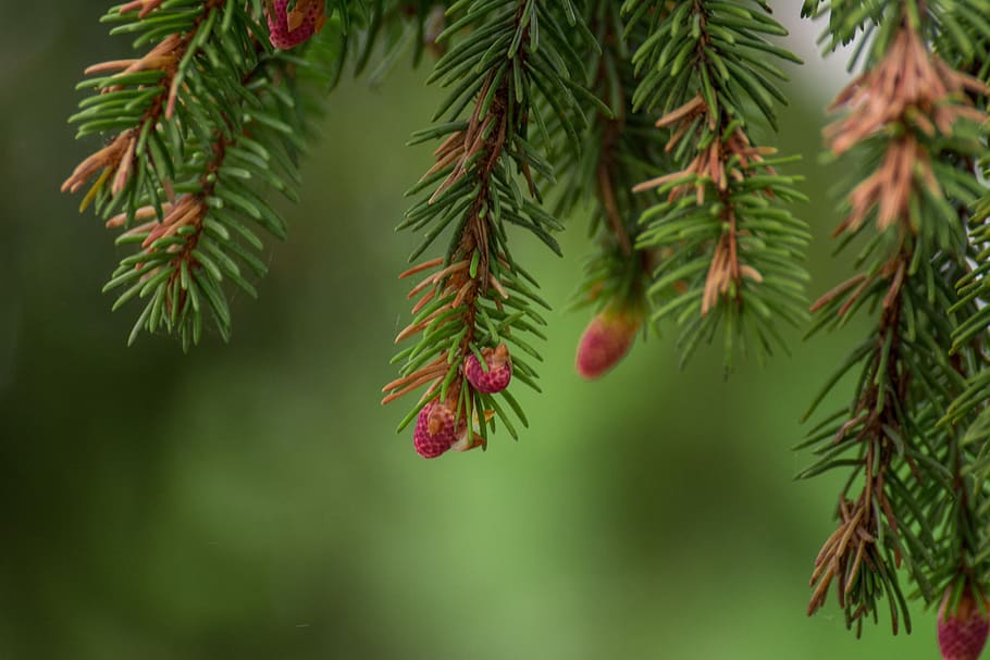 nature, spruce, trees, green, evergreen, plant, growth, green color HD wallpaper
