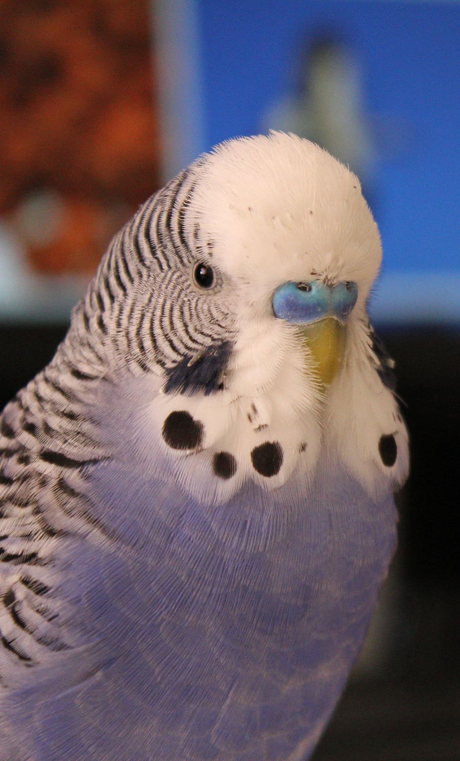budgie, blue, parakeet, pet, bird, plumage, feather, beak, chirp, HD wallpaper