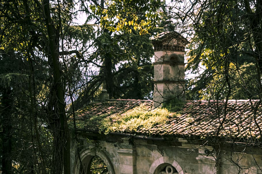 Tree and House, abandoned, architecture, building, daylight, fall HD wallpaper