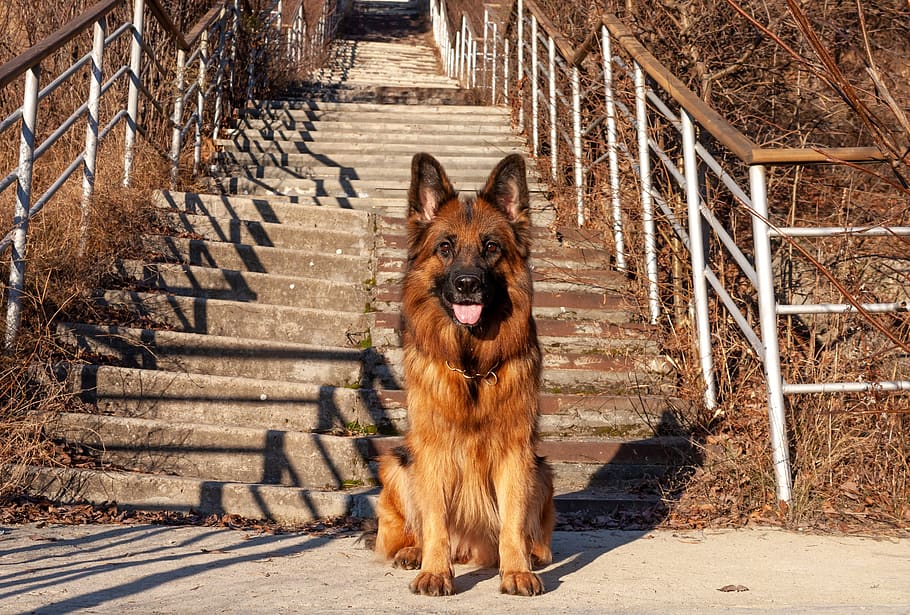 dog, german shepherd, each, animal, portrait, redhead, breed HD wallpaper