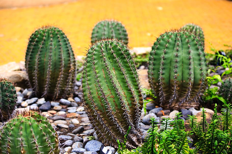 Green Cacti on Focus Photography, cactus, nature, plants, prickly HD wallpaper