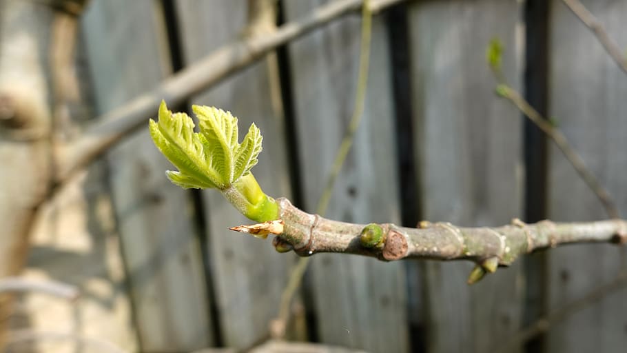 fig tree, spout, spring, nature, pruned, button, trim, leaf bud HD wallpaper