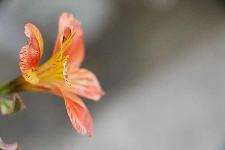 orange, flower, petals, flowering plant, fragility, beauty in nature HD wallpaper