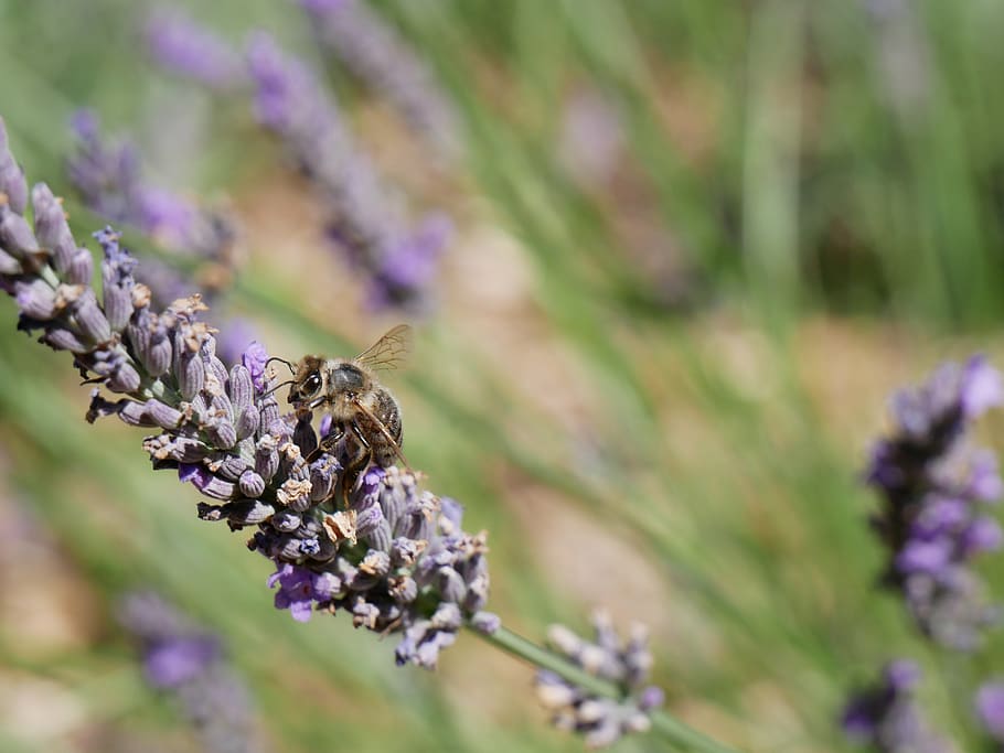 nature, lavender, bee, insects, bees, flower, pollination, spring HD wallpaper