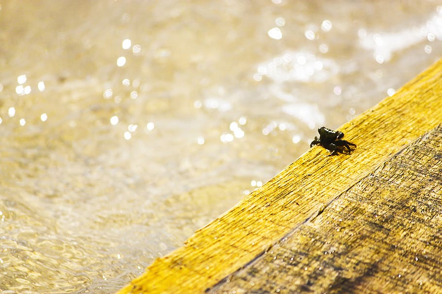 angola, mussulo, belas, beach, sea, sun, invertebrate, insect HD wallpaper