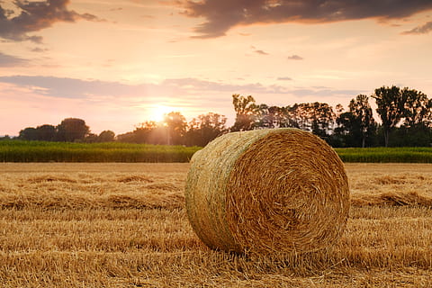 Premium Photo  Fresh straw hay bales background shot with a selective focus