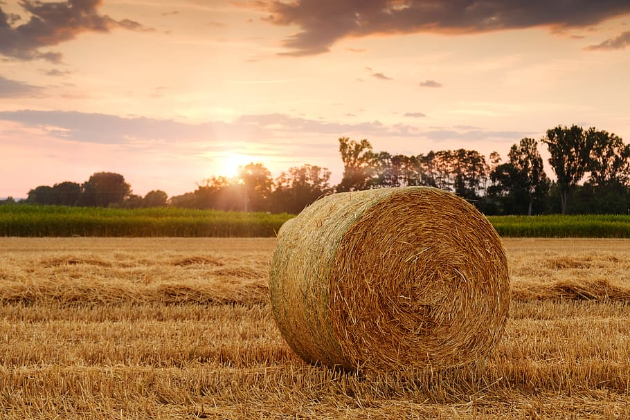 straw bales, stubble, cereals, agriculture, harvest, harvest time, HD wallpaper