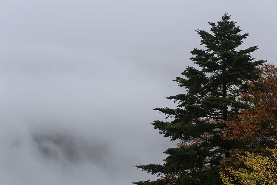 green trees under cloudy sky, plant, beauty in nature, tranquility HD wallpaper