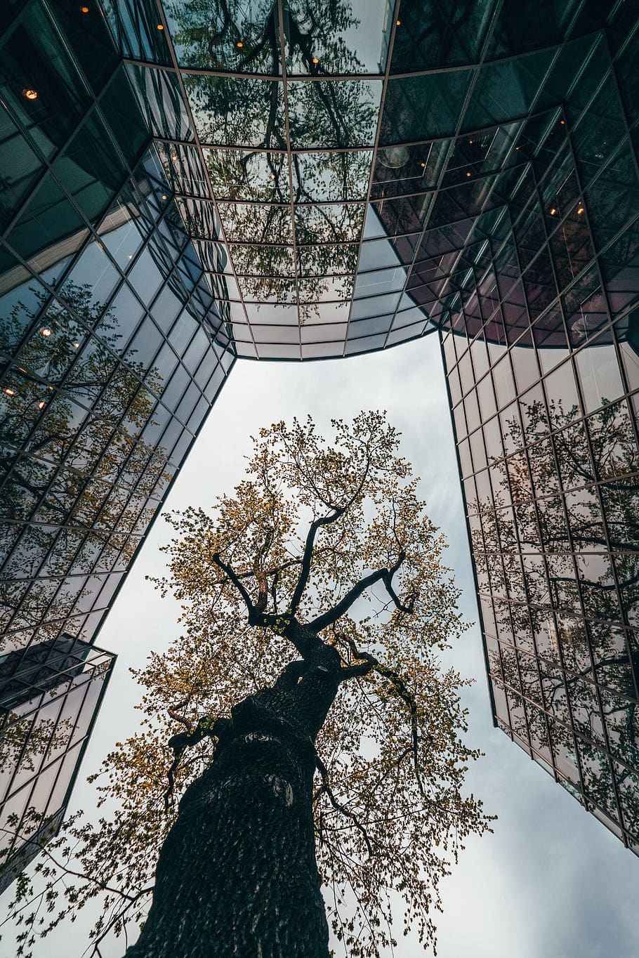 building, architecture, flare, light, window, plant, tree, office building HD wallpaper