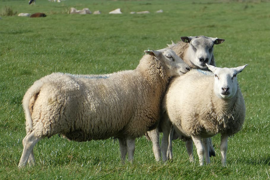 sheep, whey, grass, mammals, cattle, ram, cover, mating, animals HD wallpaper