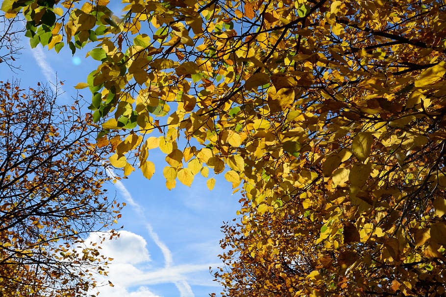 france, fall, sky, leaf, yellow, plant, tree, beauty in nature HD wallpaper