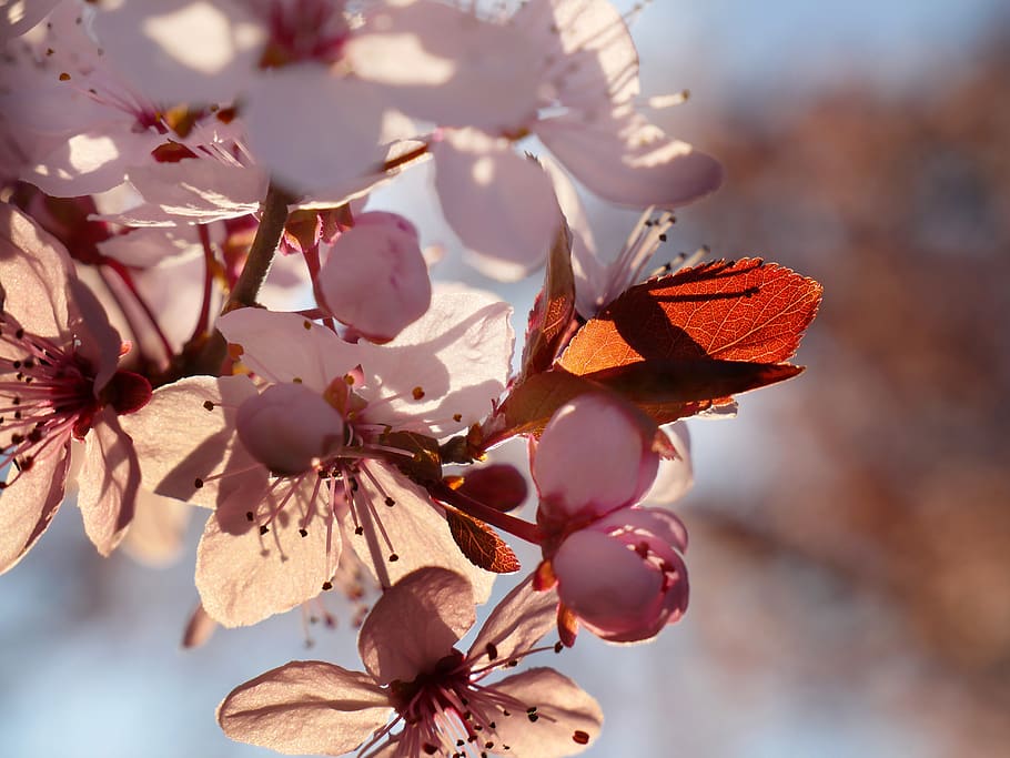 cherry, flowers, spring, light, tree, nature, flowering, plant HD wallpaper