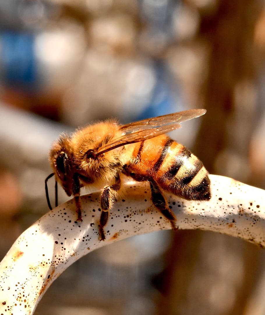 bee, insect, honey, nectar, animal, beekeeping, pollination HD wallpaper
