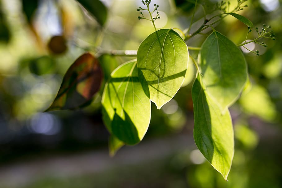 leaf, plant, tree, vegetation, food, blossom, flower, veins HD wallpaper