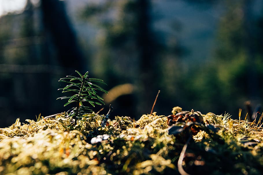 plant, selective focus, growth, nature, no people, day, close-up HD wallpaper