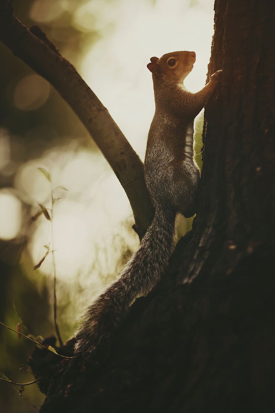 squirrel climbing on tree, one animal, animal themes, animal wildlife HD wallpaper