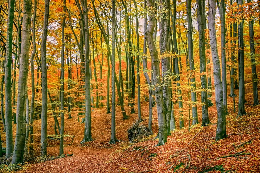 autumn forest, nature, tree, deciduous trees, fall foliage HD wallpaper