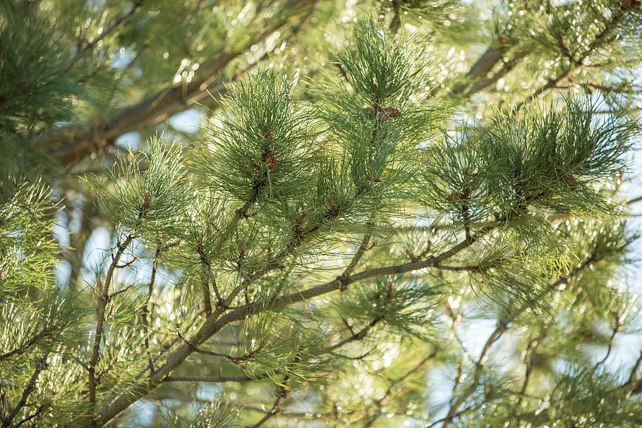pines, nature, landscape, trees, evergreen, outdoors, wood HD wallpaper