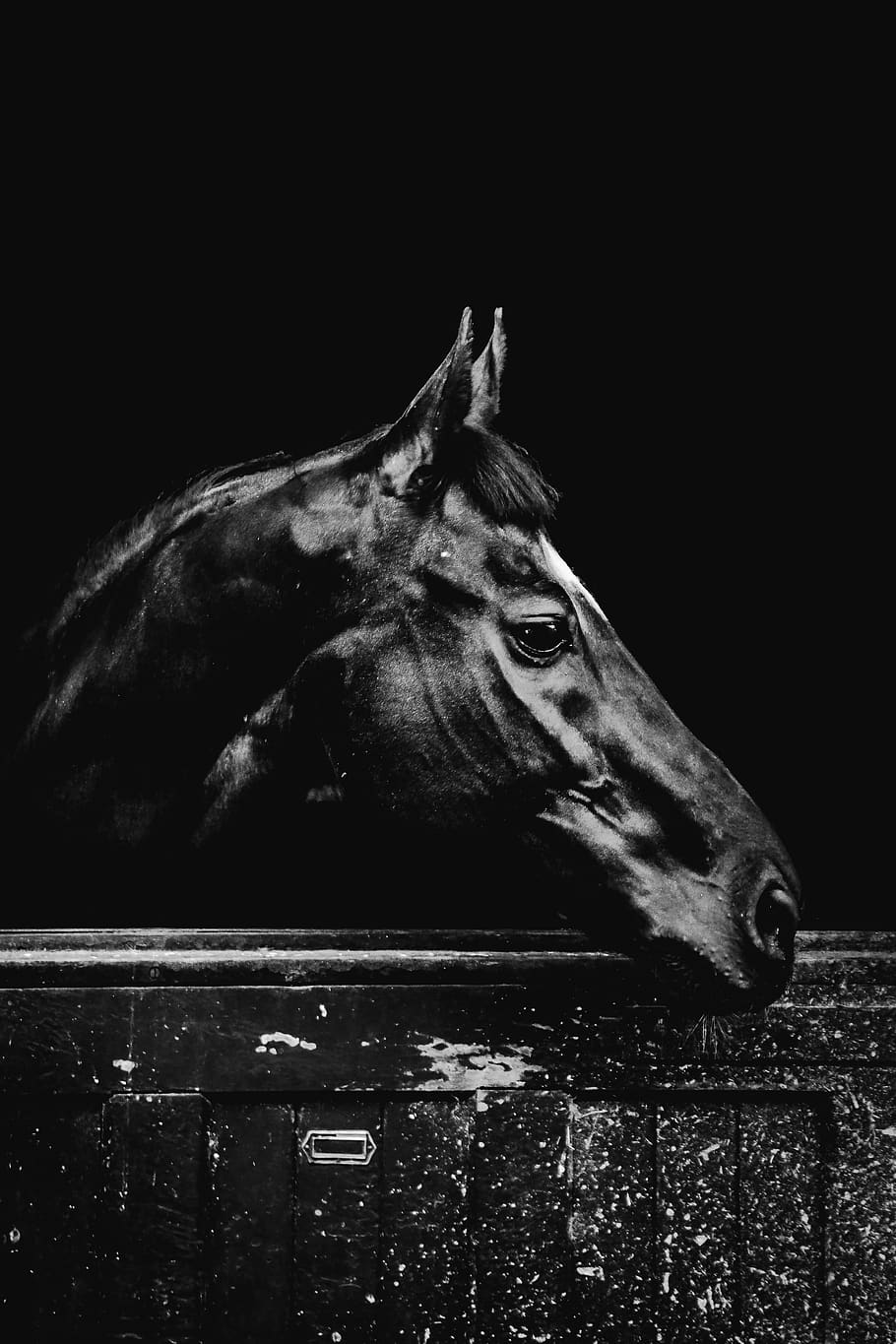 Hd Wallpaper Horse Cavalo Dark Negro Preto Black Animal One Animal Wallpaper Flare