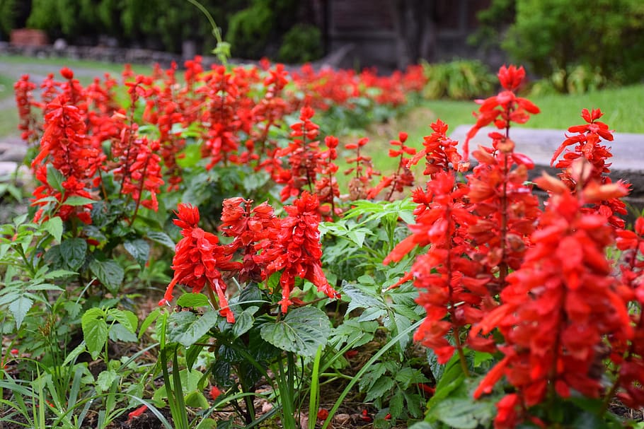 flowers, spring, red, nature, garden, floral, petals, flowering plant, HD wallpaper