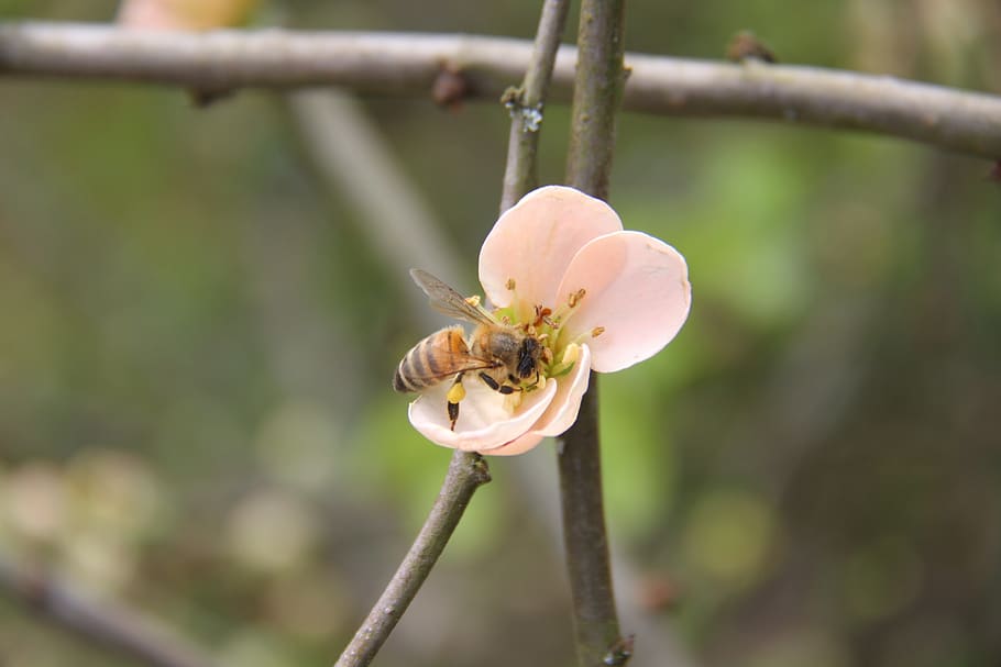 flower, bee, insects, spring, nature, pollination, japan quince HD wallpaper