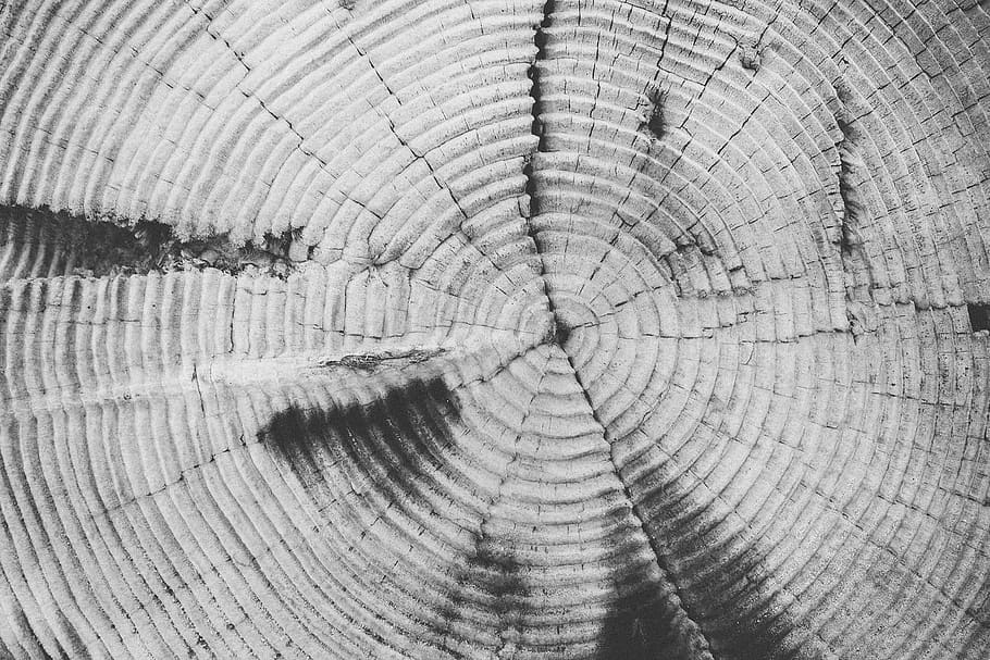 Grayscale Photography of Gray and Black Wood Stump, trunk, full frame HD wallpaper