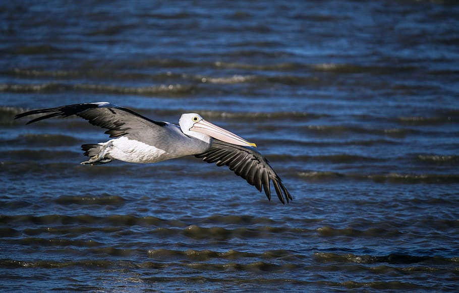 pelican on flight, flying, animals in the wild, bird, spread wings HD wallpaper