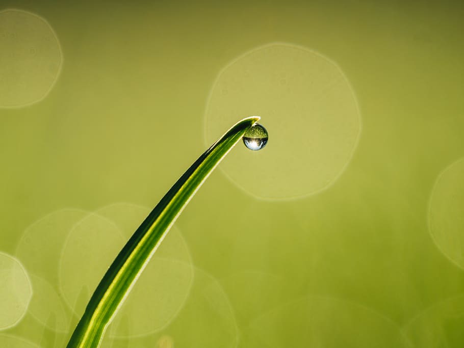 droplet, grass, plant, water drop, macro, spring, green, bokeh, HD wallpaper