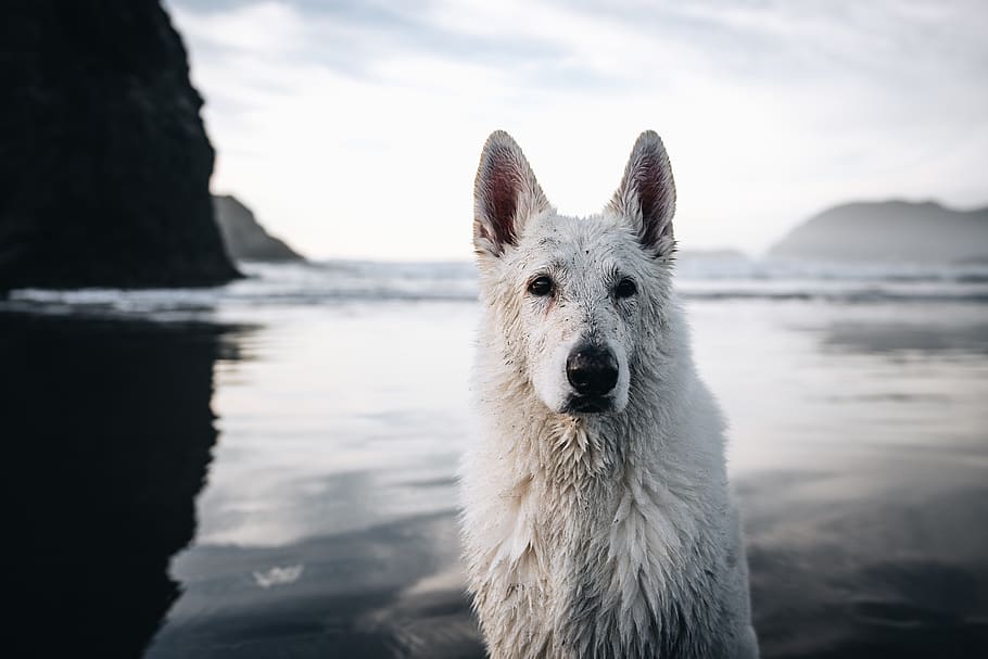 short-coated white dog, nature, outdoors, sea, ocean, water, pet HD wallpaper
