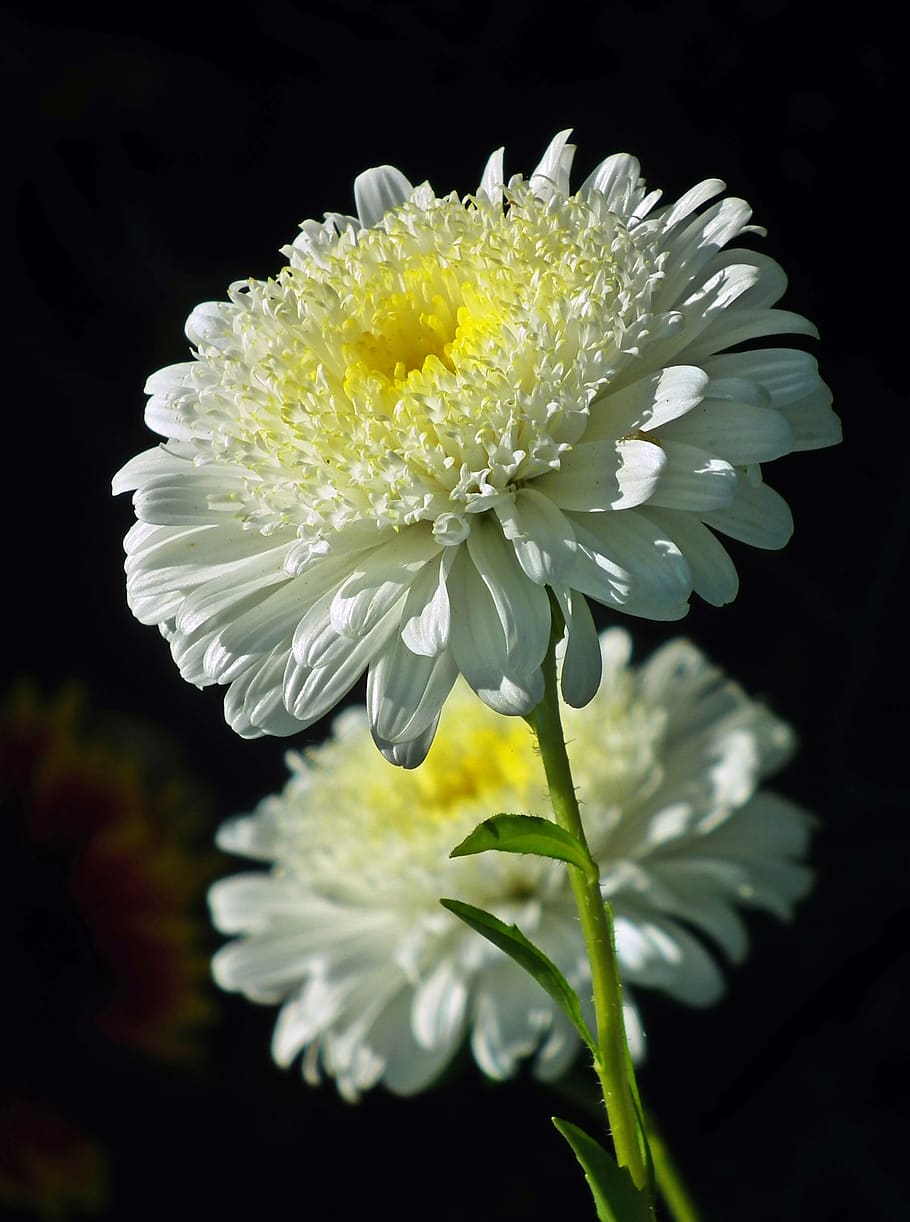 flower, aster, garden, nature, macro, summer, closeup, blooming HD wallpaper