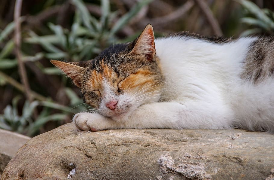 cute, animal, rest, sleeping, cat, lazy, relax, peaceful, greece HD wallpaper