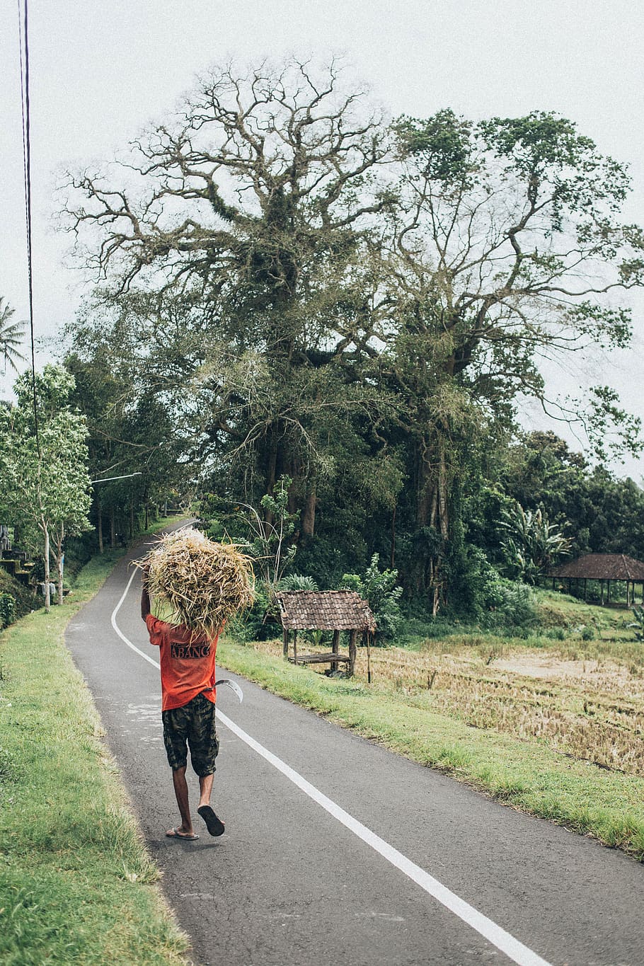 Man in Orange T-shirt Carrying Grass Walking on Concrete Road HD wallpaper