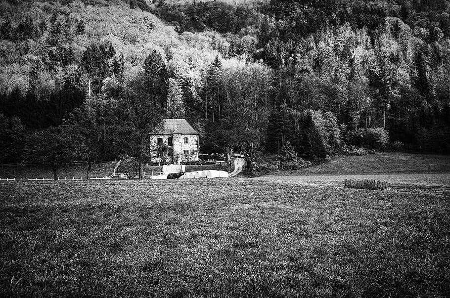 germany, passau, house, bw, nature, lonely, blackandwhite, plant HD wallpaper