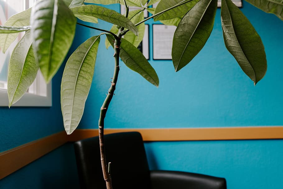green leafed plant, plant part, no people, nature, indoors, green color HD wallpaper