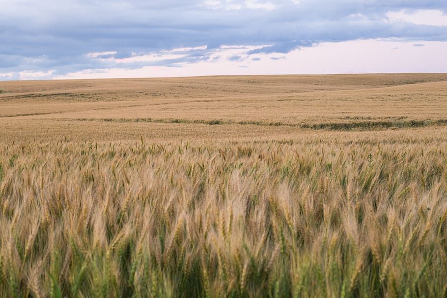 season, bread, cloud, distant, distance, focu, background, industry HD wallpaper