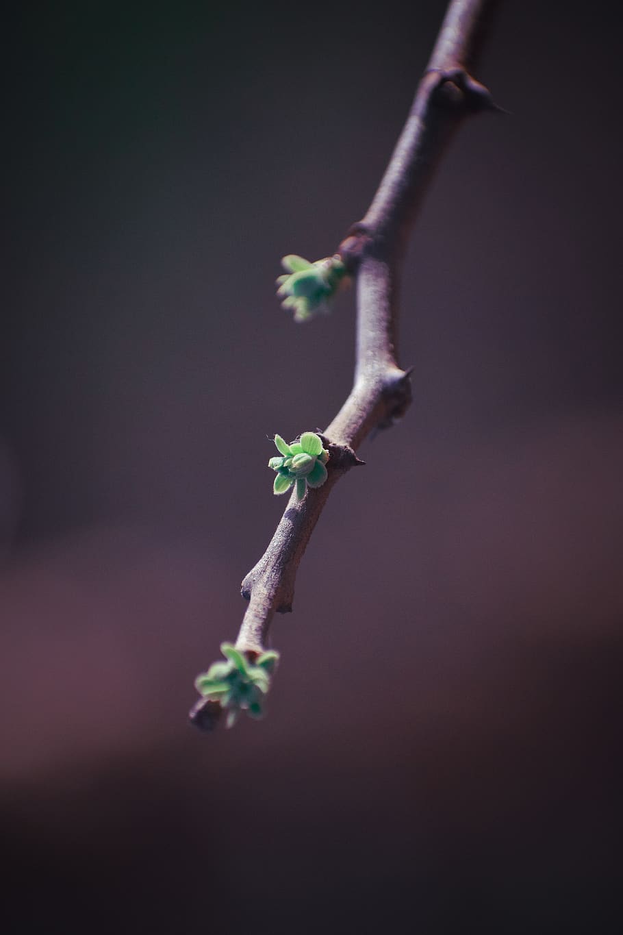blur, fruit, cat, bud, leaf, bird, nature, insect, rain, tree HD wallpaper