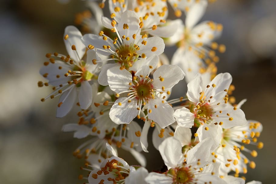 flowers, white, casey, tree, spring, botanical, plants, natural HD wallpaper
