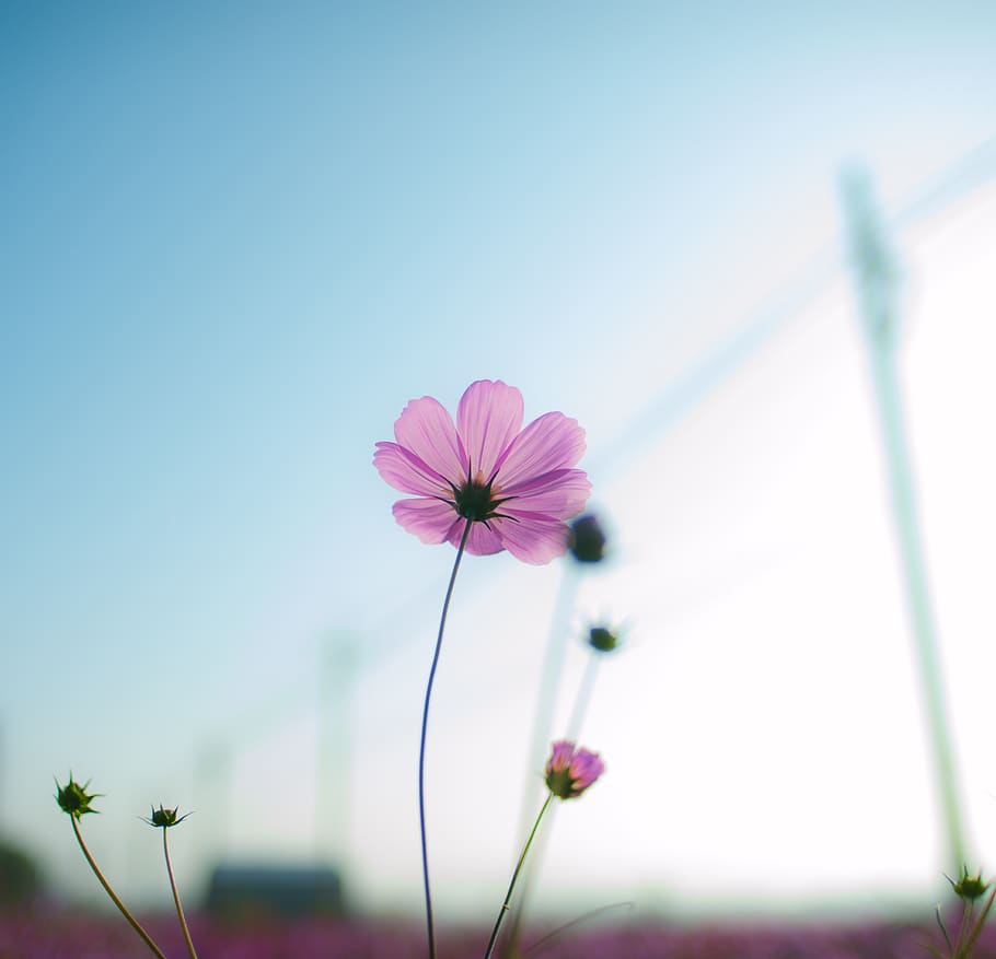 pink flowers, flowering plant, fragility, vulnerability, freshness HD wallpaper