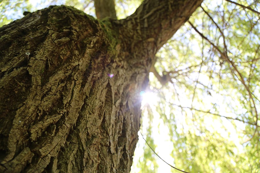tree, sunshine, tree trunk, plant, low angle view, nature, growth HD wallpaper