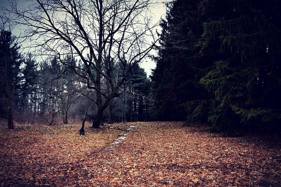 Tree path. Аллея мертвых. Осень нереально пр.