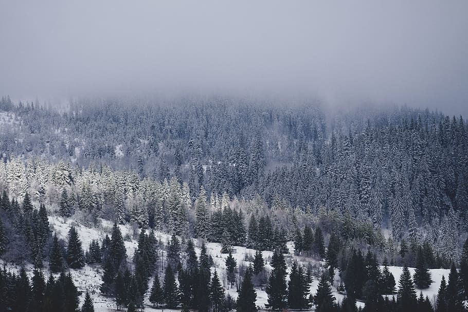 snow, winter, white, cold, weather, ice, trees, plants, nature HD wallpaper