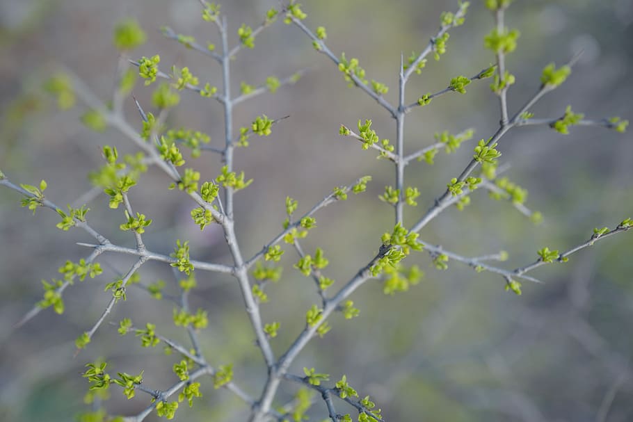 leaf, tender, bud, plant, beauty in nature, growth, no people HD wallpaper