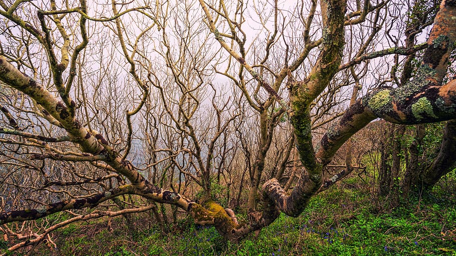 Bare Tree and Green Field, branches, daylight, environment, fall HD wallpaper