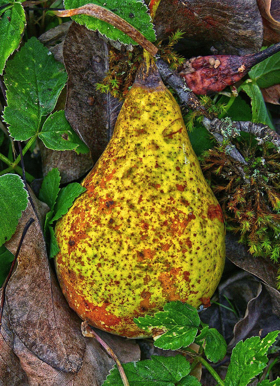pear, windfall, fruit, orchard, fruits, autumn, pome fruit HD wallpaper